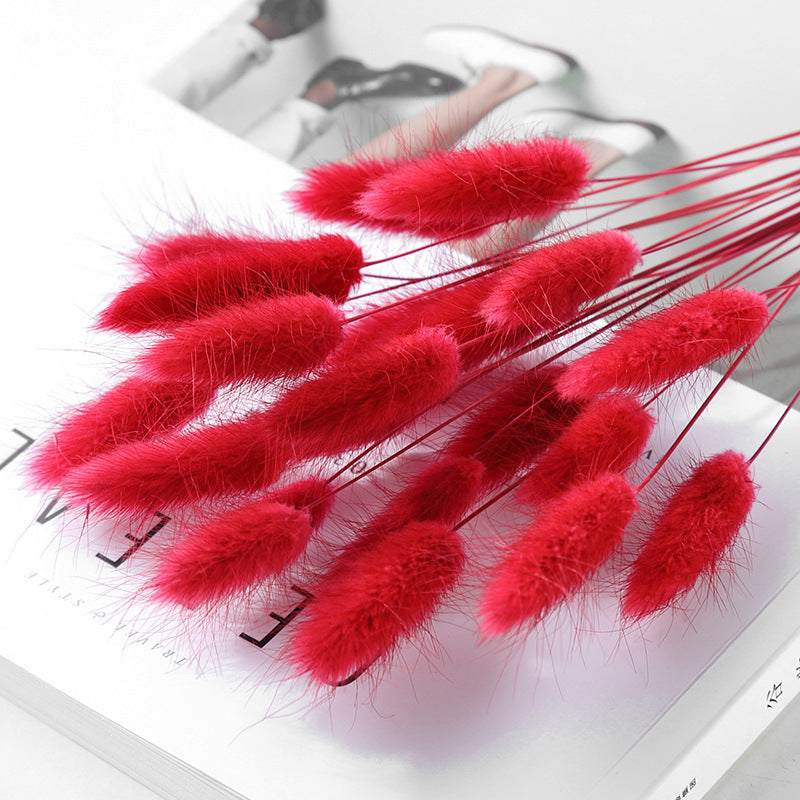 Branche d’herbe de queue de lapin séchée – Bouquet déco automnal aux multiples couleurs