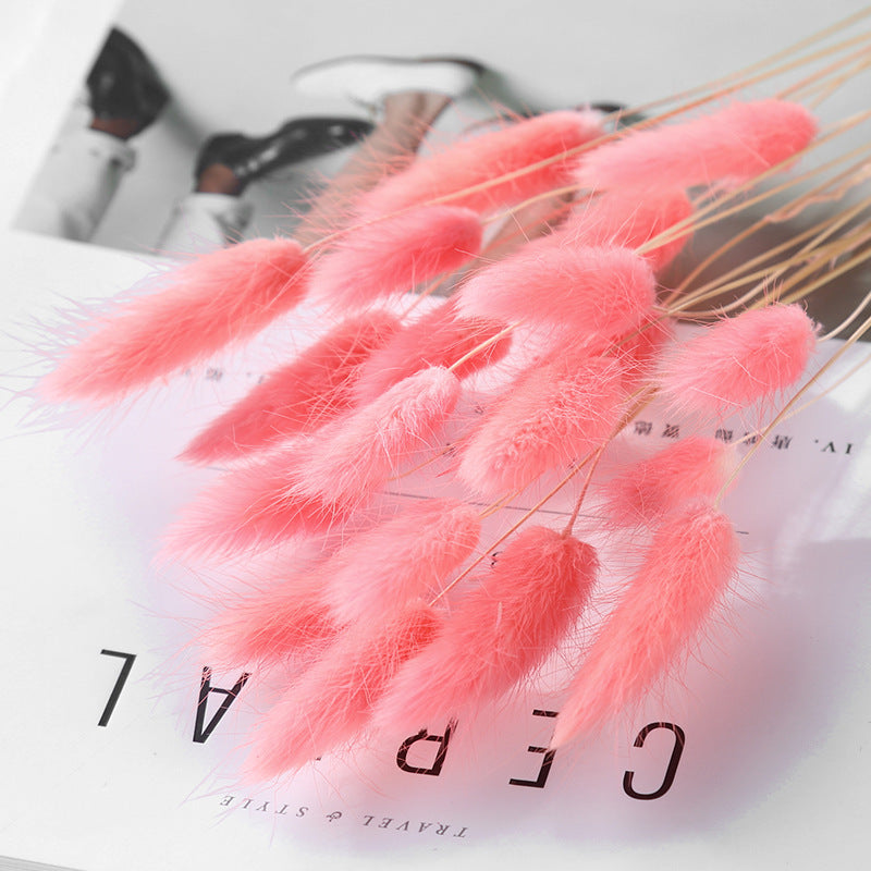 Branche d’herbe de queue de lapin séchée – Bouquet déco automnal aux multiples couleurs