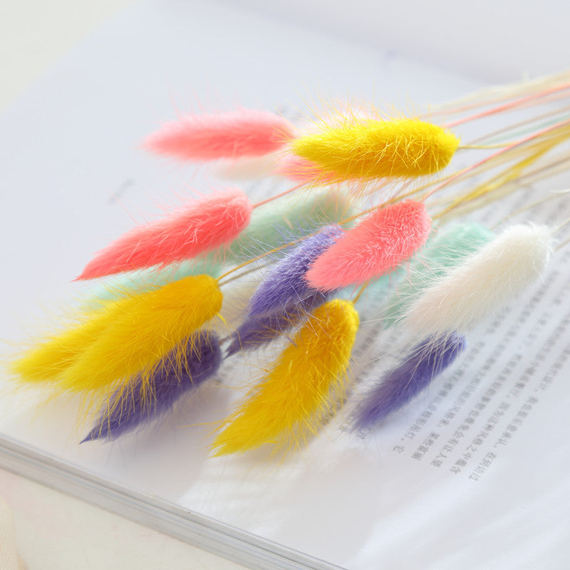 Branche d’herbe de queue de lapin séchée – Bouquet déco automnal aux multiples couleurs