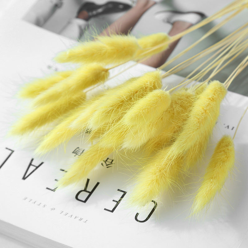 Branche d’herbe de queue de lapin séchée – Bouquet déco automnal aux multiples couleurs